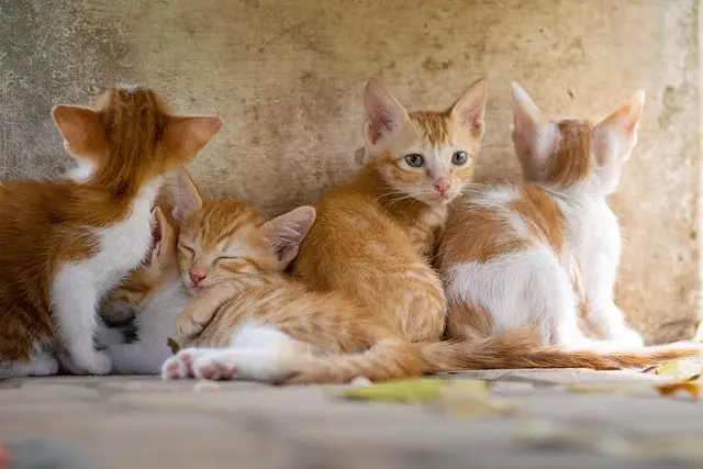 Guide d'achat des meilleurs kits d'urgence plomberie